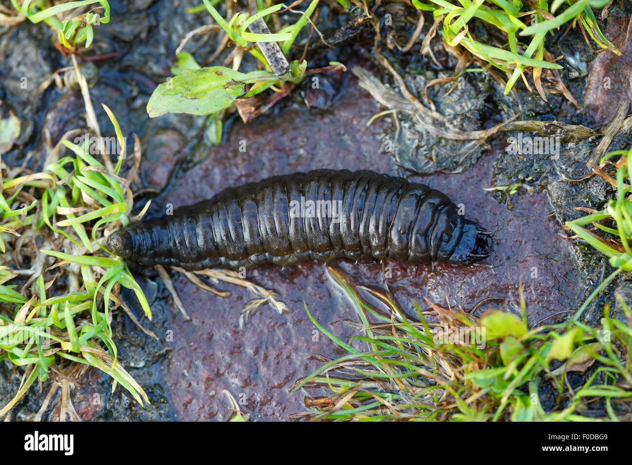 Larve des großen silbernen Wasserkäfer (wasserhaltigen Piceus oder Hydrophilus Piceus), Mecklenburg-Western Pomerania, Deutschland Stockfoto