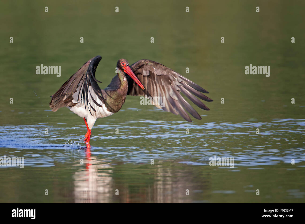 Schwarzer Storch (Ciconia Nigra), Erwachsene auf Nahrungssuche, Angeln, mittlere Elbe-Biosphärenreservat, Sachsen-Anhalt, Deutschland Stockfoto