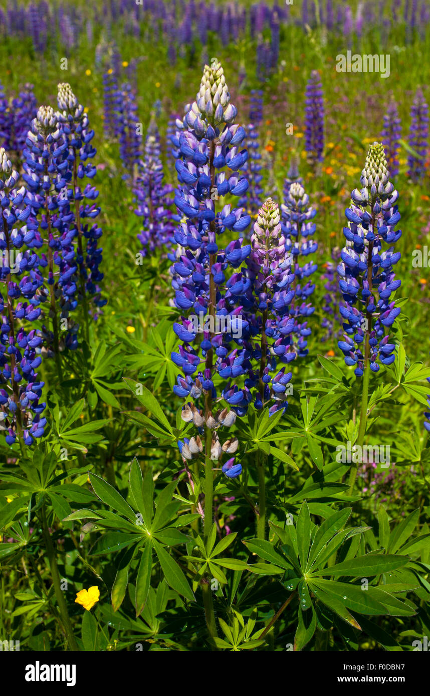 Wilde Lupinen (Lupinus) wächst in einer Wiese, Lac-Brome Brome Lake, Quebec, Kanada Stockfoto