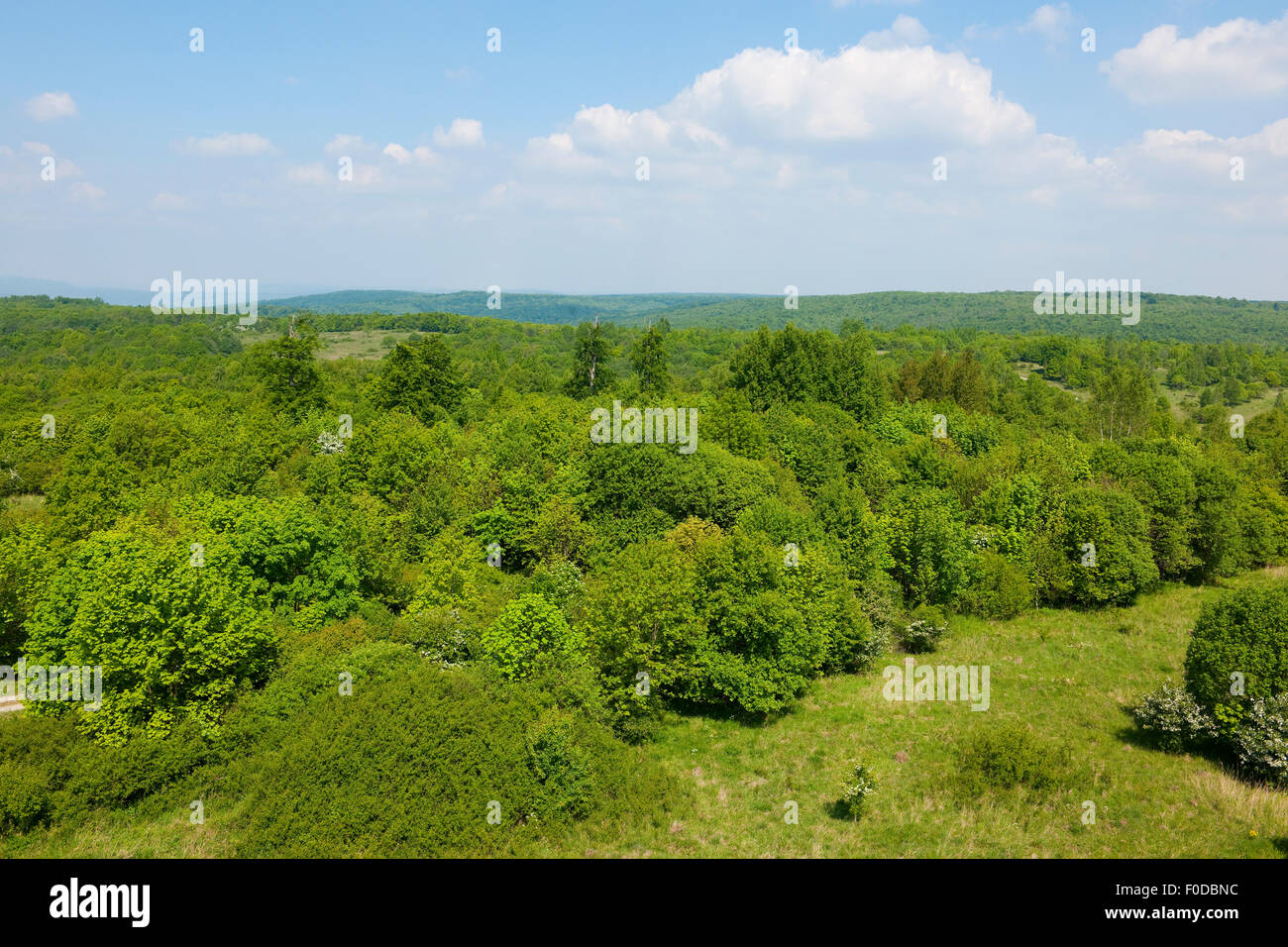 Aufforstungsgebiet im Nationalpark Hainich, Thüringen, Deutschland Stockfoto