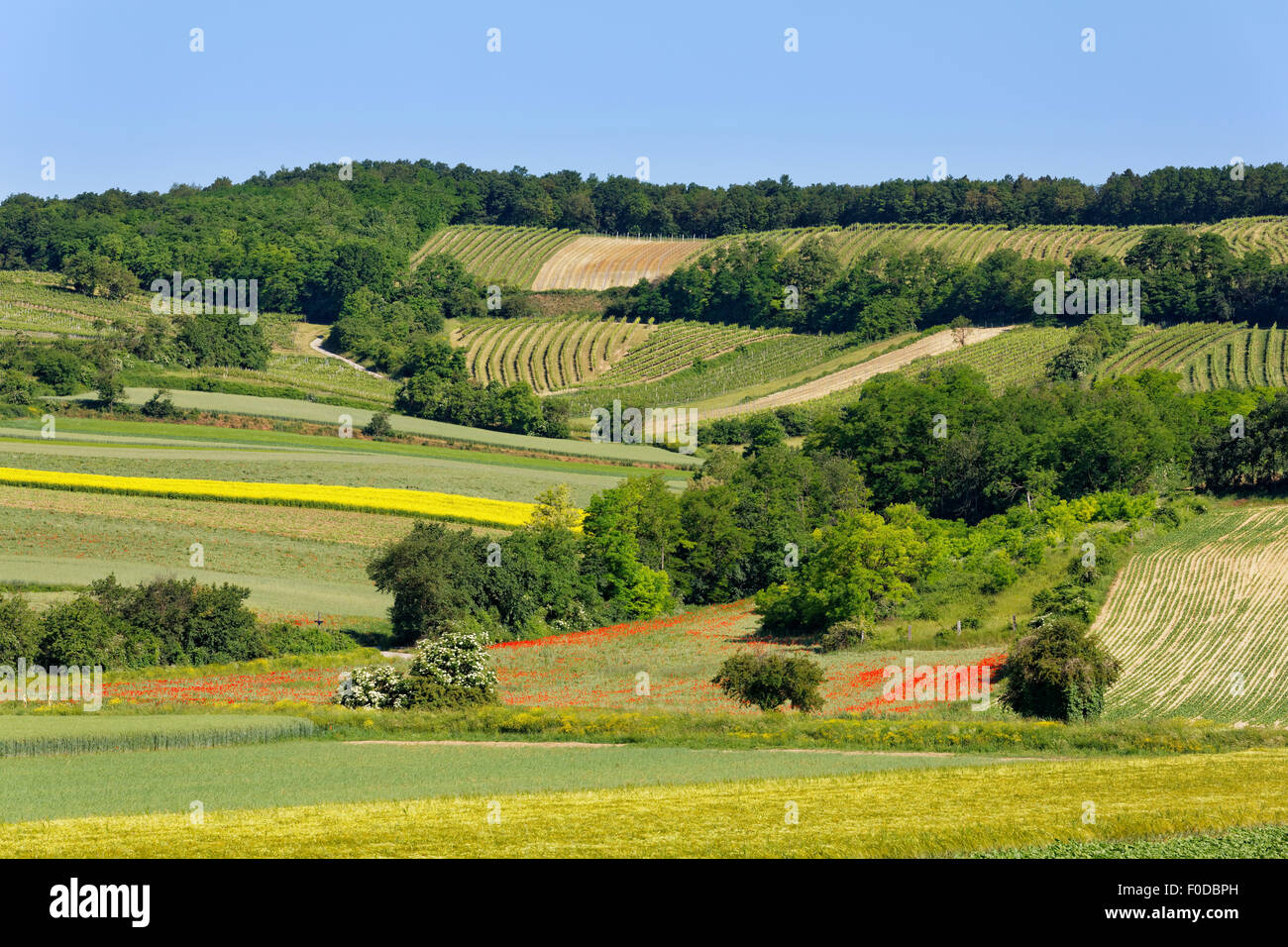 Landschaft von Feldern und Weinbergen, Hochberg und Leiser Wald in Mistelbach, Weinviertel, Niederösterreich, Österreich Stockfoto