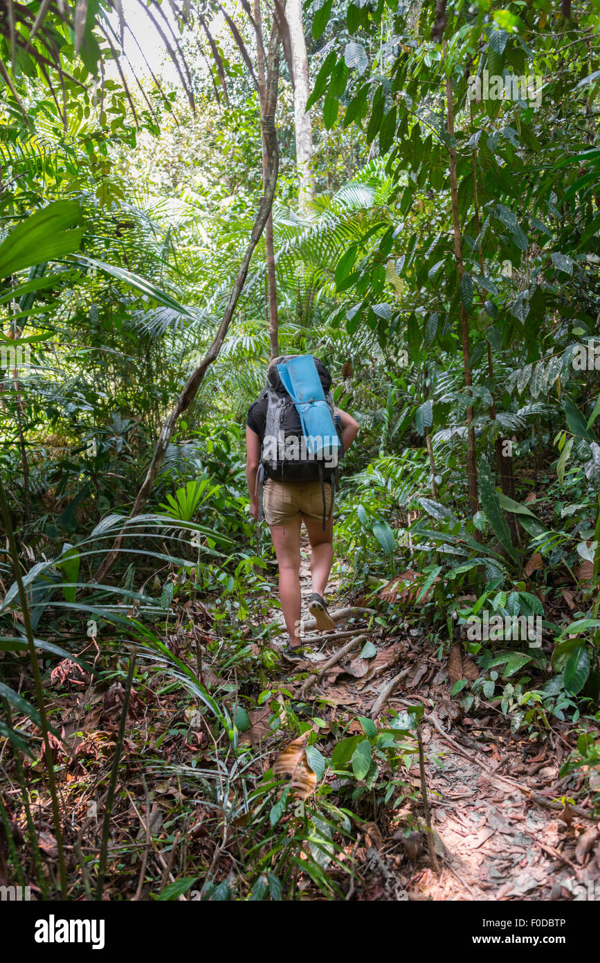 Touristen, Wanderer, junge Frau, die zu Fuß auf einem Pfad in den Dschungel, Kuala Tahan, Taman Negara, Malaysia Stockfoto