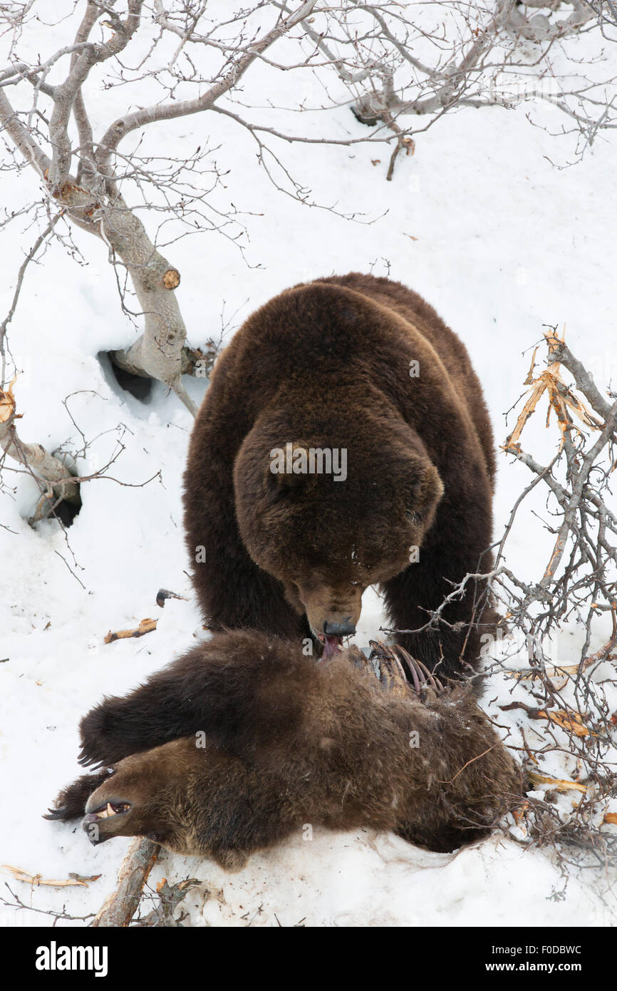 Braunbär (Ursus Arctos) Essen, Kannibalismus nach einem Kampf, Kamtschatka, Russland Stockfoto