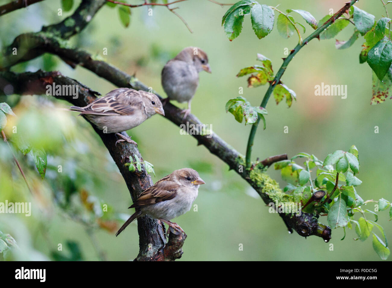 East Sussex, UK. 13. August 2015. UK-Wetter.  Haussperlinge (Passer Domesticus) Unterschlupf vor dem Regen in einem Weißdorn Baum in East Sussex, UK Credit: Ed Brown/Alamy Live News Stockfoto