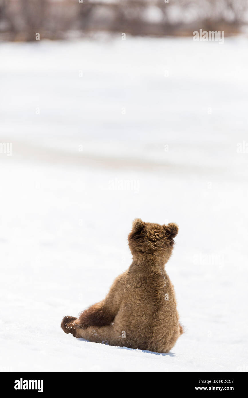 Braunbär (Ursus Arctos) jung sitzen im Schnee, Kamtschatka, Russland Stockfoto