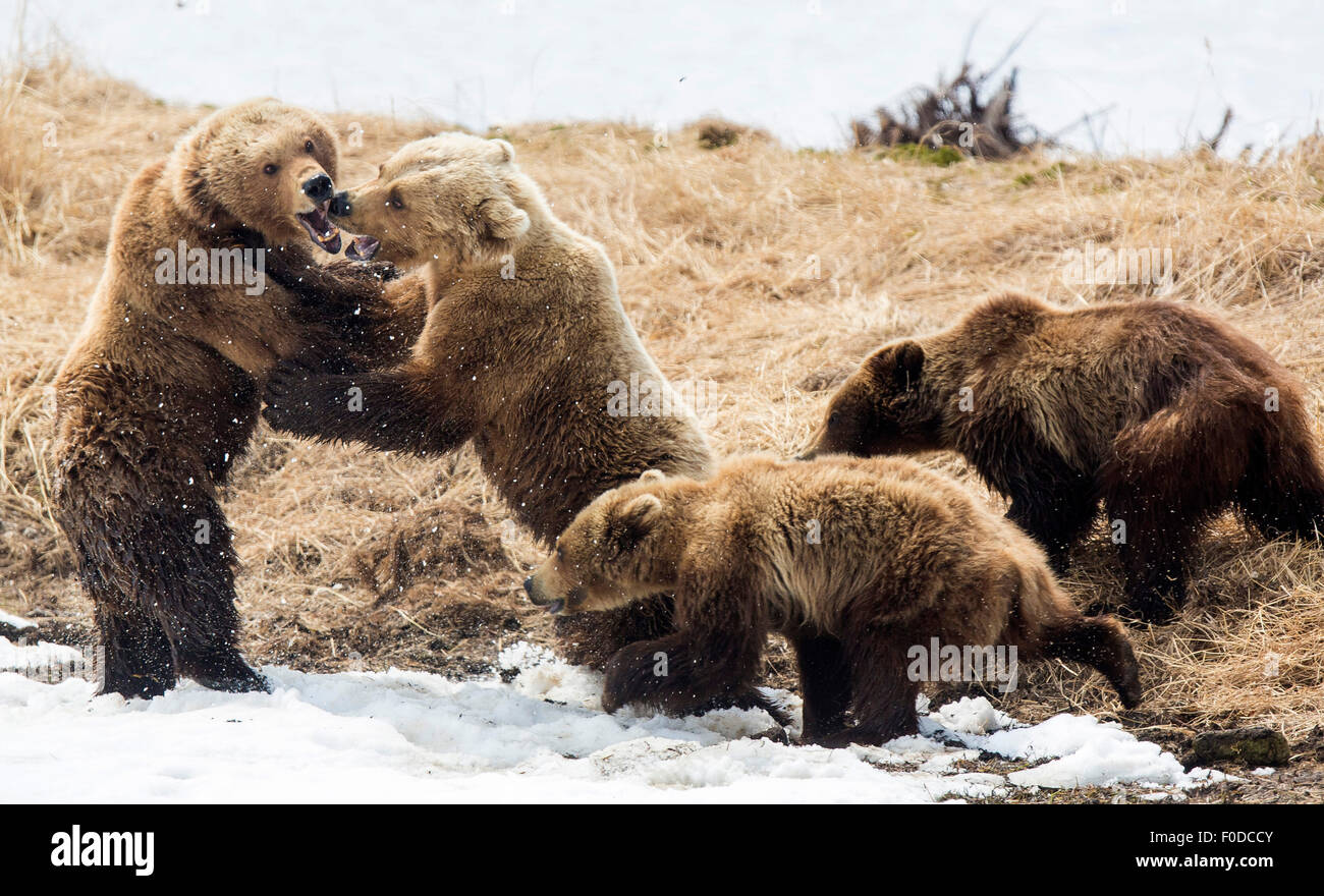 Braunbär (Ursus Arctos), zwei weiblichen Bären kämpfen, mit jungen, Kamtschatka, Russland Stockfoto