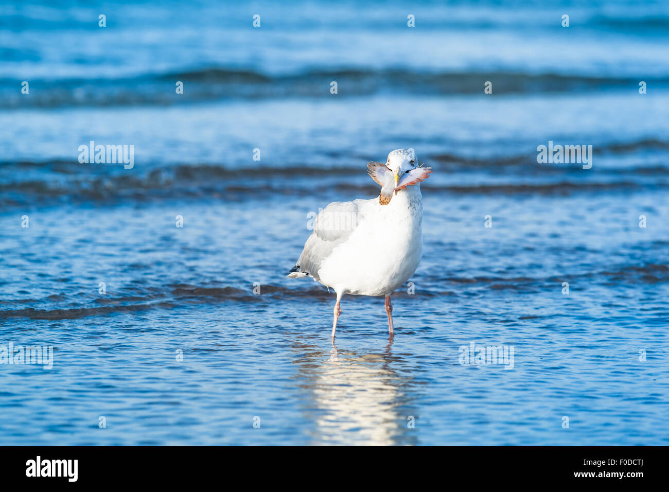 Eine Möwe Stand im Wasser mit einem Flunder Fisch in den Schnabel/frisch gefangen Stockfoto