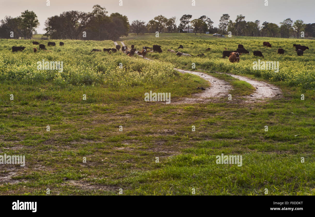Ein zwei Track-Auffahrt führt durch ein Rinder-Feld mit Baumreihen aus am Horizont Stockfoto