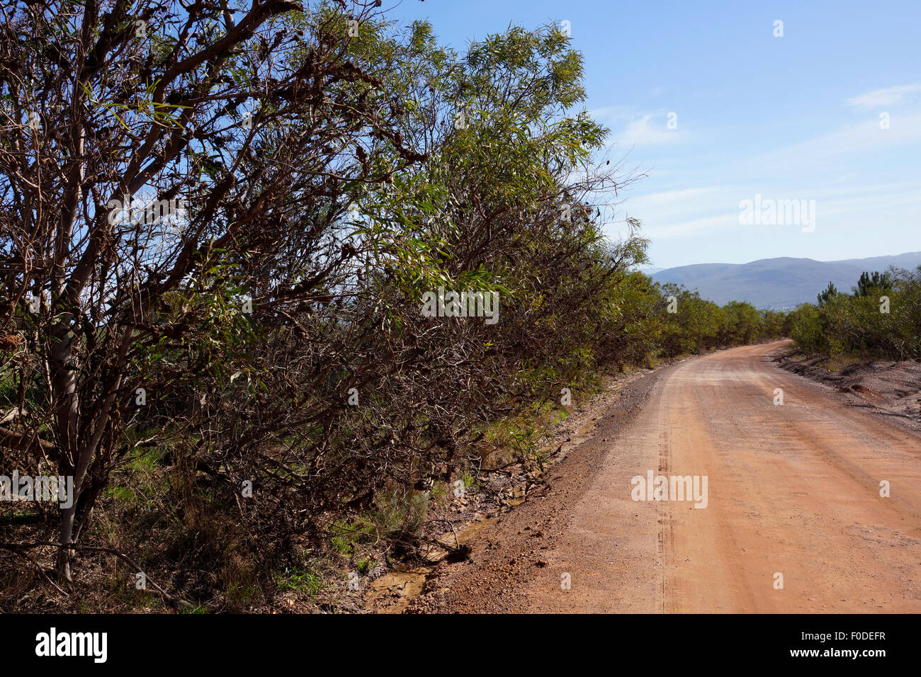 Zweige der Bäume Port Jackson mit mit Rostpilz als andauernde biologische Kontrollprogramm infiziert. Stockfoto