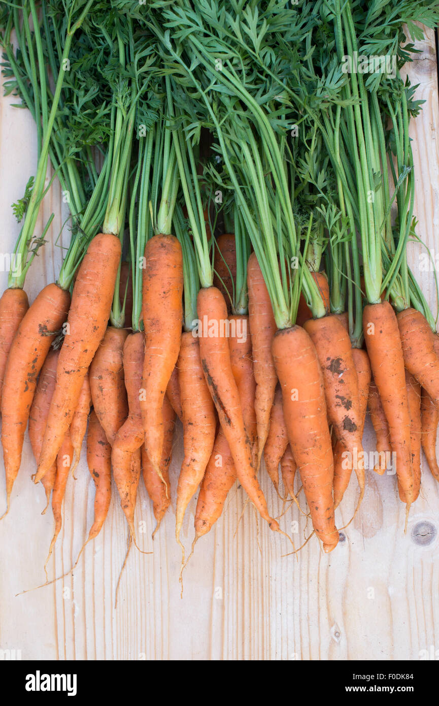 Daucus Carota. Bio-Karotten frisch gegraben Stockfoto