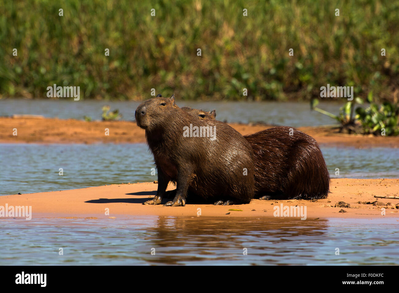 Capybara liegt am Ufer des Flusses Três Irmãos im Pantanal von Mato Grosso. Stockfoto