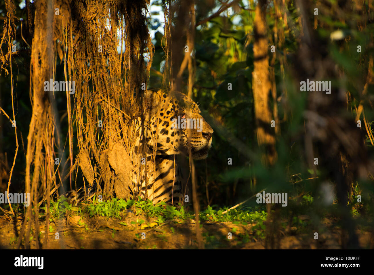 Jaguar (Panthera onca) die Region, die am Ufer des Flusses Três Irmãos im Landgut Mato Grosso liegt, wird Pantanal genannt. Stockfoto