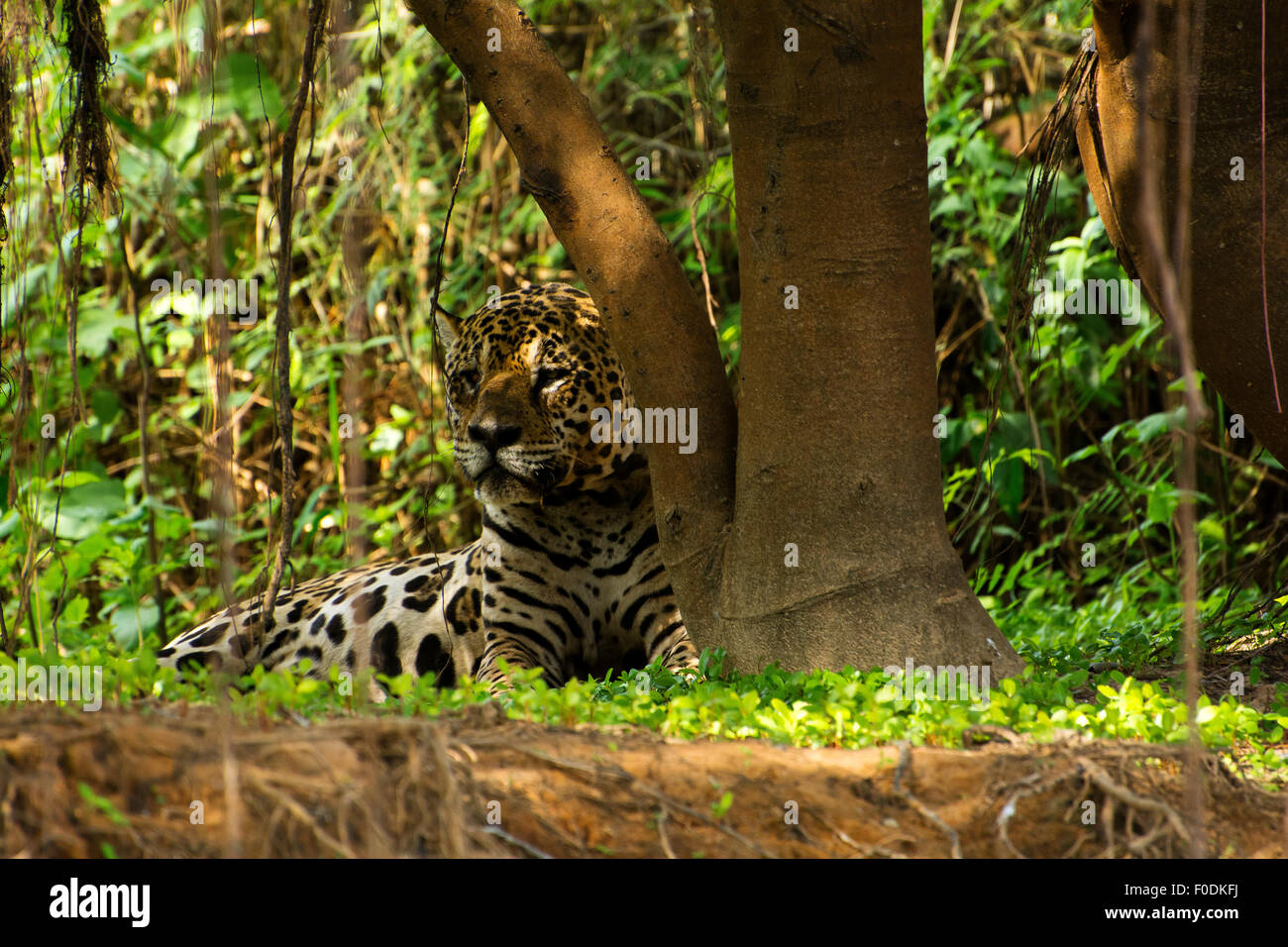 Jaguar (Panthera onca) die Region, die am Ufer des Flusses Três Irmãos im Landgut Mato Grosso liegt, wird Pantanal genannt. Stockfoto