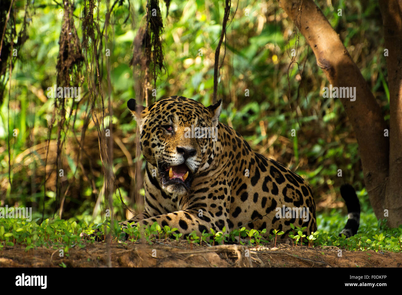 Jaguar (Panthera onca) die Region, die am Ufer des Flusses Três Irmãos im Landgut Mato Grosso liegt, wird Pantanal genannt. Stockfoto