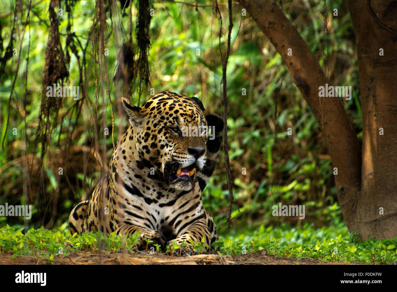 Jaguar (Panthera onca) die Region, die am Ufer des Flusses Três Irmãos im Landgut Mato Grosso liegt, wird Pantanal genannt. Stockfoto