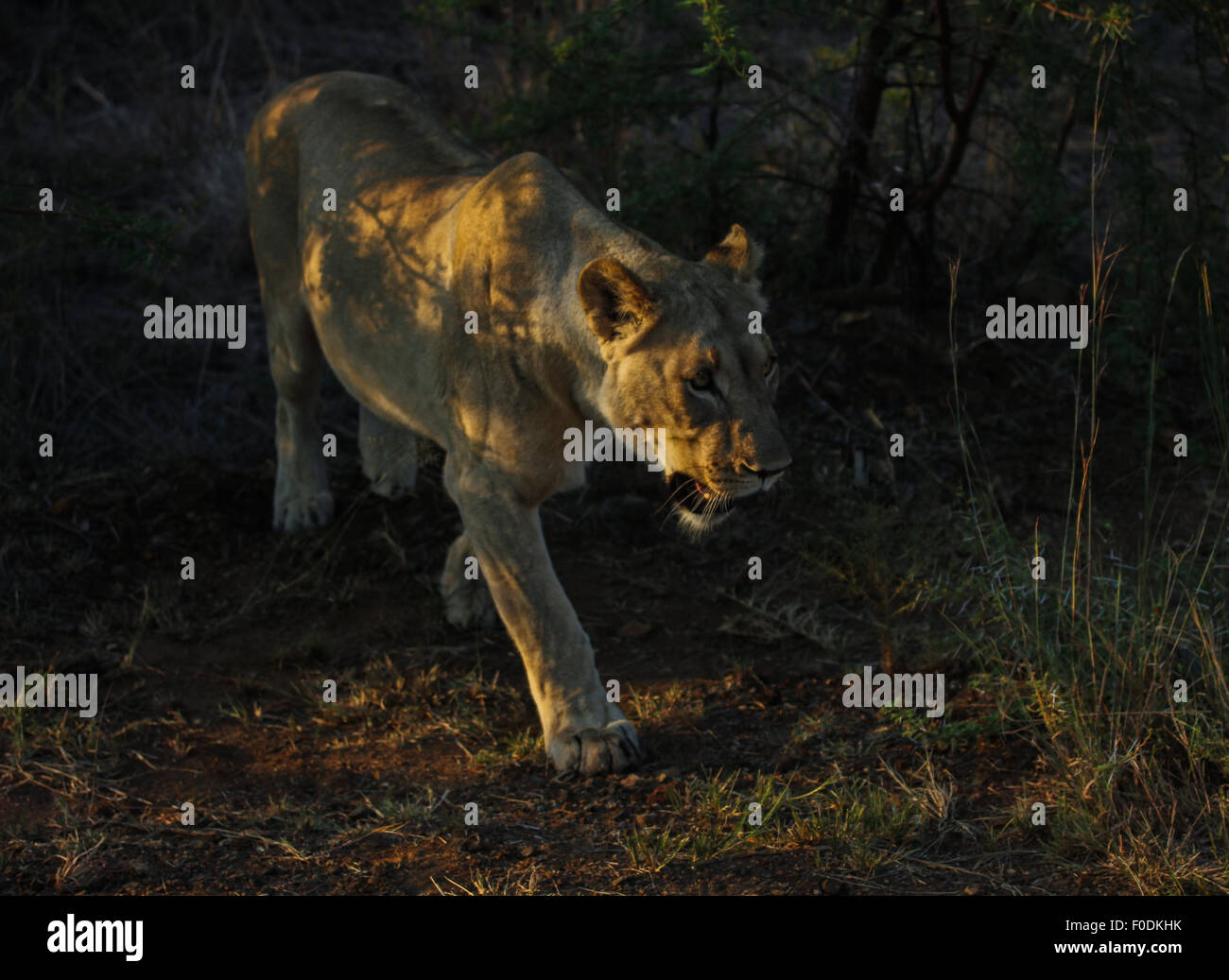 Eine Löwin im Pilanesberg National Park in Südafrika Stockfoto