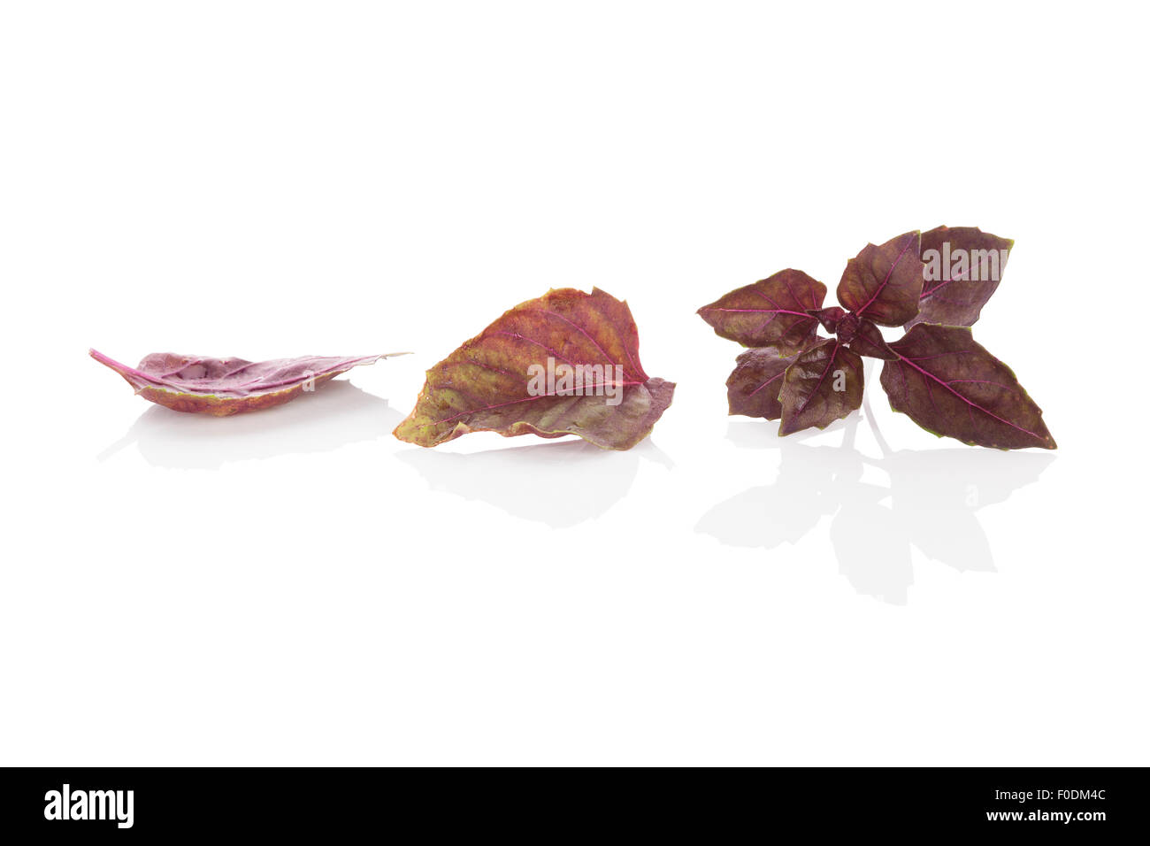 Lila Basilikum Pflanze isoliert auf weißem Hintergrund. Aromatische Küche Küchenkraut. Stockfoto