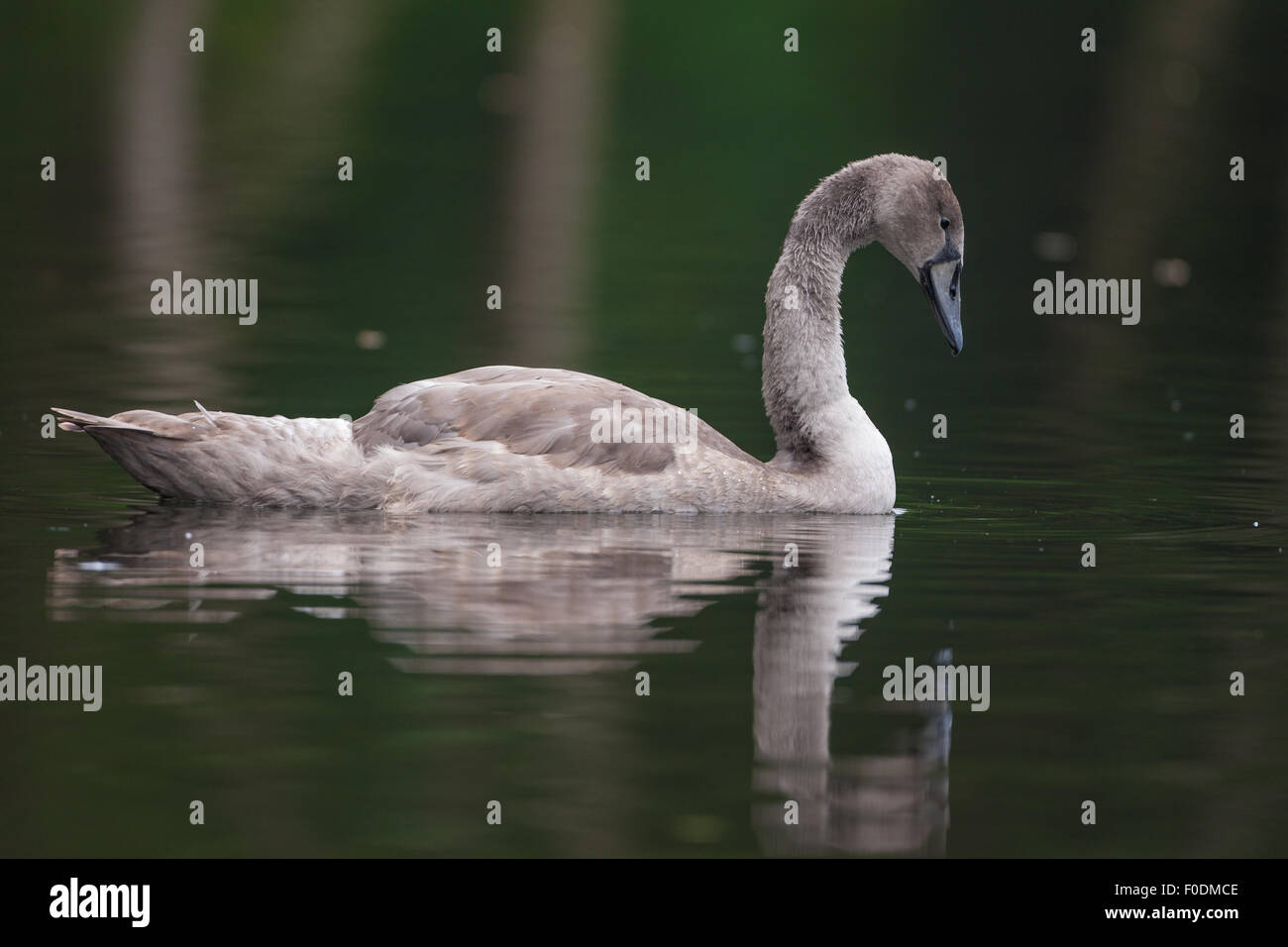 Gosling schwimmt auf den Norfolk broads Stockfoto