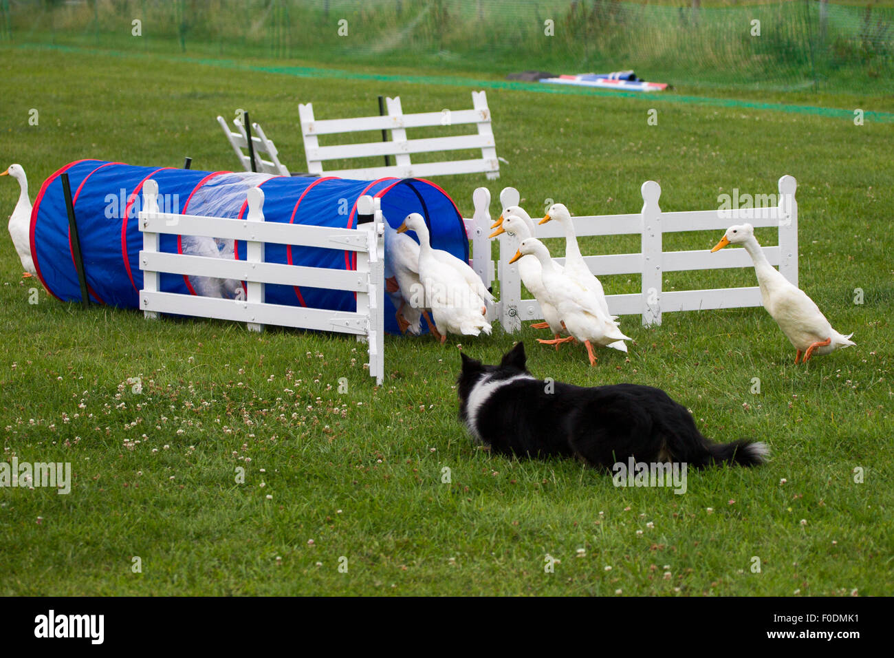 Rockingham Castle, Northamptonshire, UK. 13. August 2015. Ein Collie-Schäferhund Herden eine Herde von Indian Runner Enten um einen Kurs und über verschiedene Hindernisse am 11. Kennel Club International 4 Tage Agility Hundefest. Bildnachweis: Keith J Smith. / Alamy Live News Stockfoto