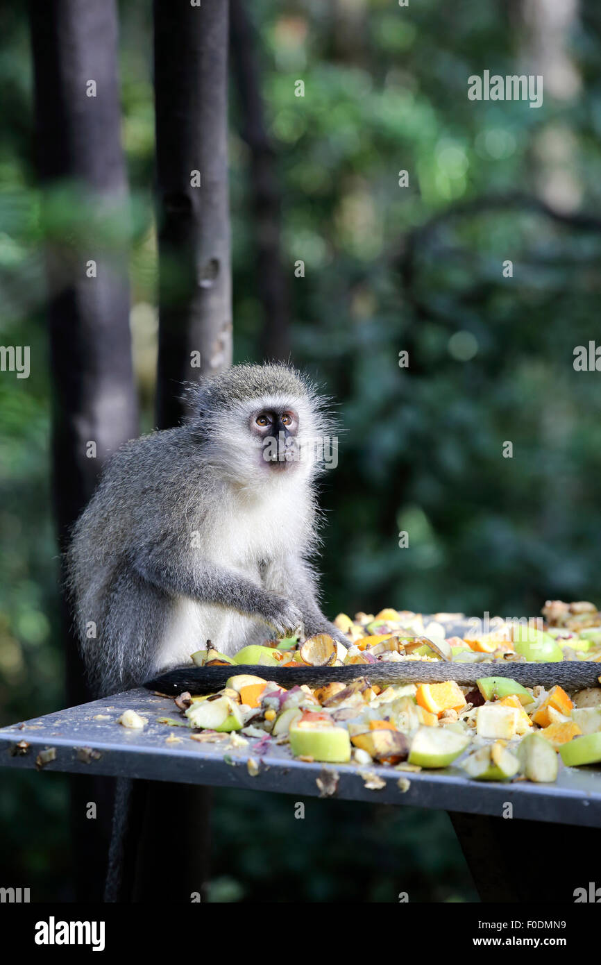 Schwarz konfrontiert Meerkatze (Chlorocebus pygerythrus) Essen der Frucht der Verfütterung Plattform an Conservation Centre Stockfoto