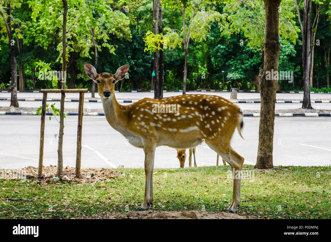 Fawn Whitetail Deer Stockfoto