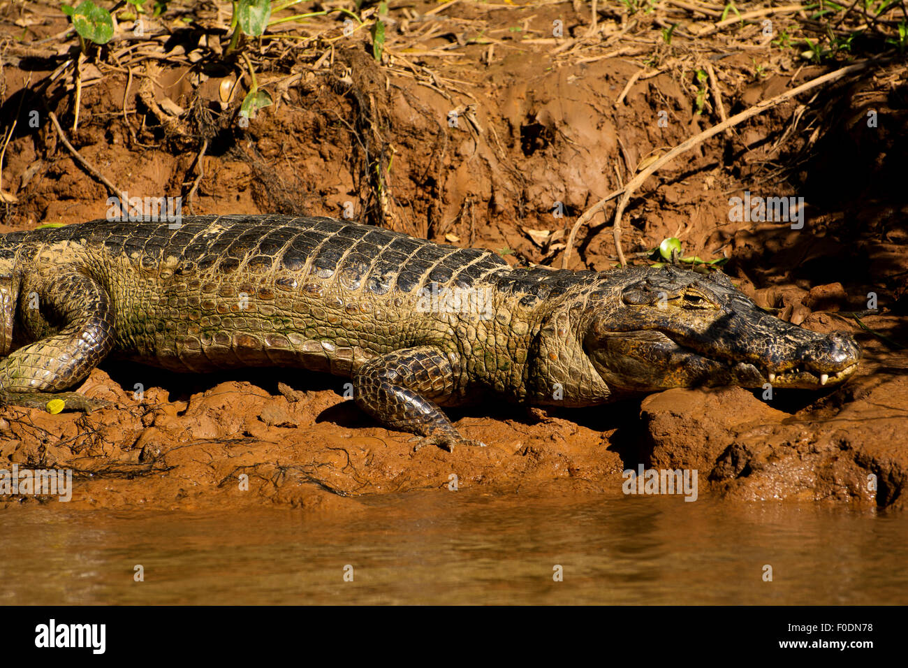 Alligator-nehmen ein Sonnenbad im Fluss Três Irmãos im Pantanal von Mato Grosso. Stockfoto