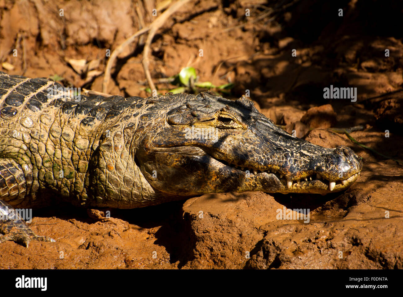 Alligator-nehmen ein Sonnenbad im Fluss Três Irmãos im Pantanal von Mato Grosso. Stockfoto