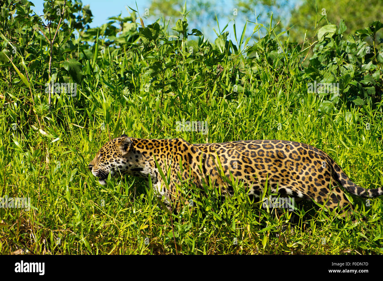 Jaguar (Panthera onca) die Region wird Pantanal genannt, wenn man am Ufer des Flusses Três Irmãos im Landgut Mato Grosso spazieren geht. Stockfoto