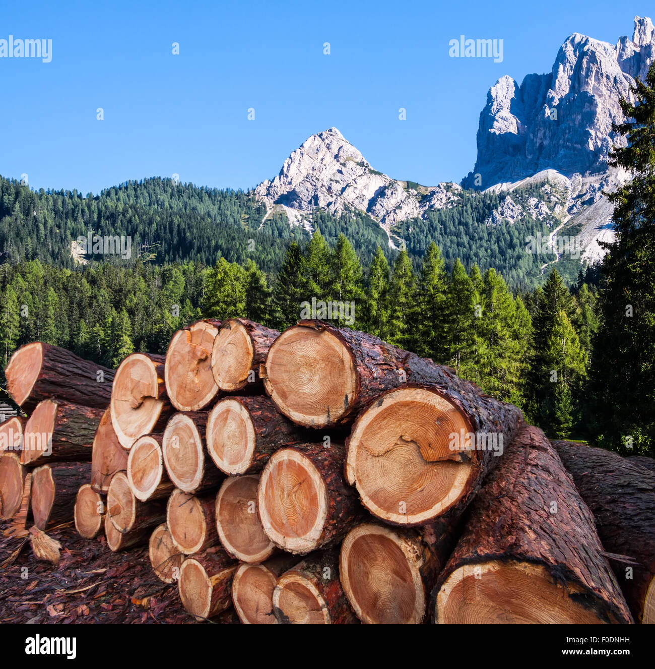 Holz, die Protokollierung im Pinienwald, Österreichische Alpen Stockfoto