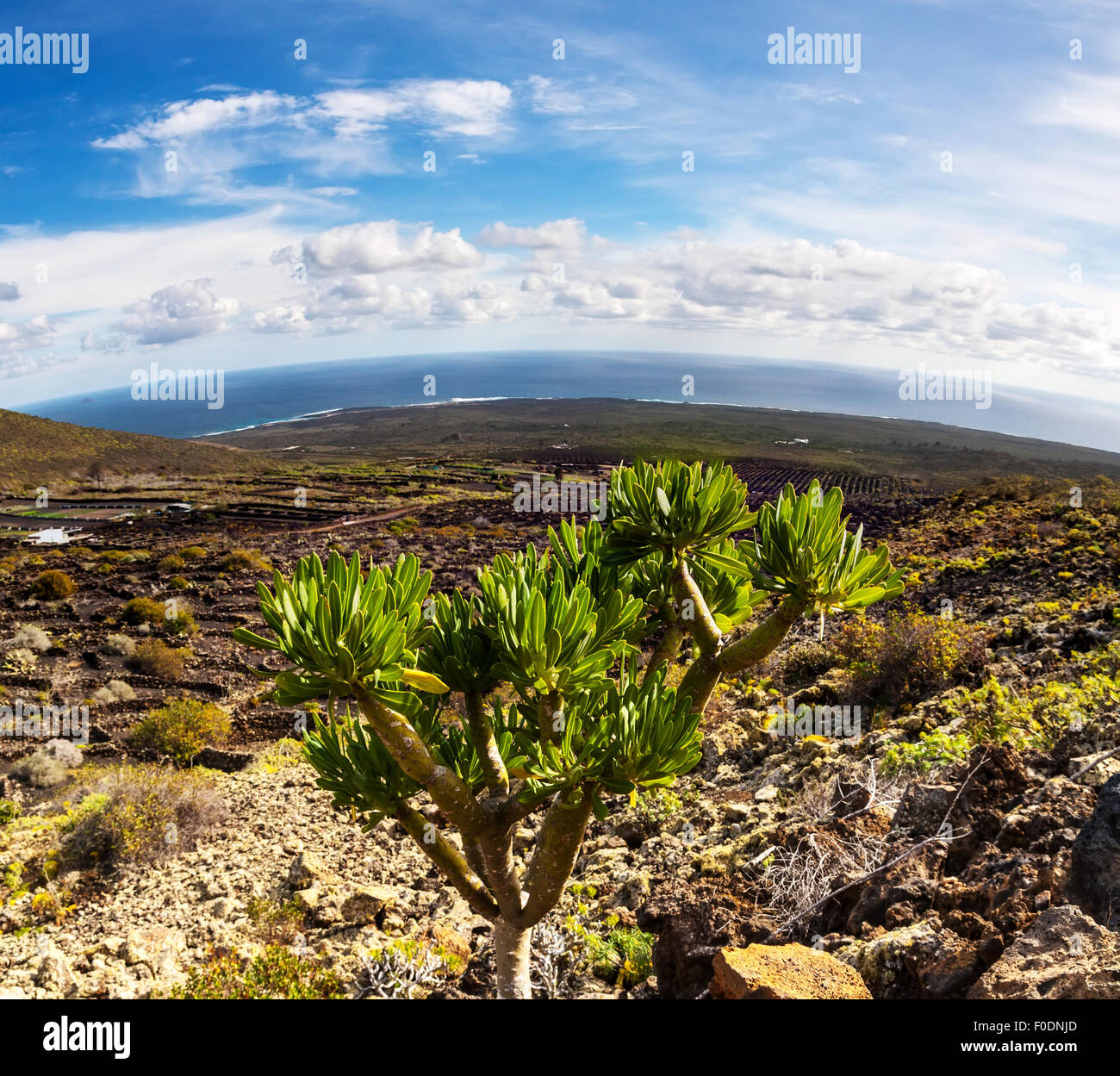 Lanzarote-Landschaft mit Kaktus, Berge und Meer in Kanarische Inseln Stockfoto