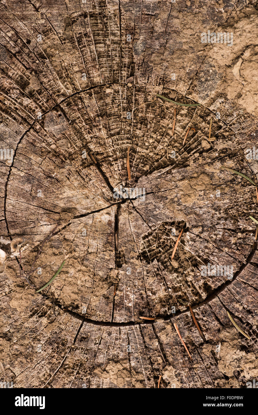 Baum-Stamm-Hintergrund, Querschnitt. Extrem detaillierte Querschnitt eines Baumstammes, Bild für den Hintergrund-Einsatz geeignet. Stockfoto