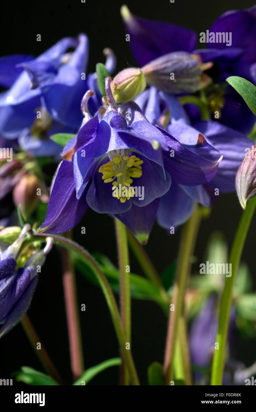 Akelei, Aquilegia, Vulgaris, Giftpflanze, Stockfoto