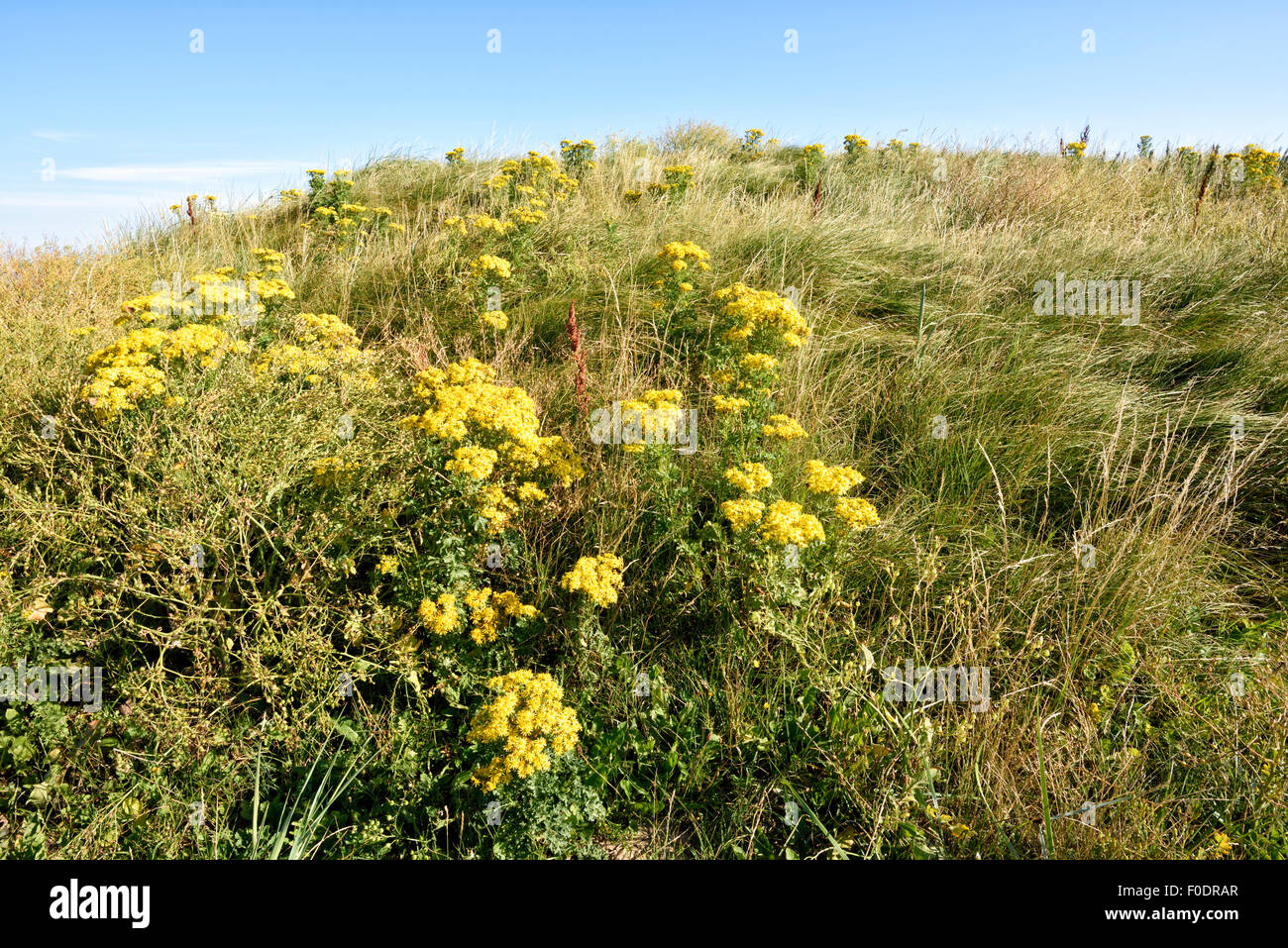 Klumpen von leuchtend gelben Ragowort unter dem Rasen in den Sanddünen am Strand in Fleetwood, Lancashire, UK Stockfoto