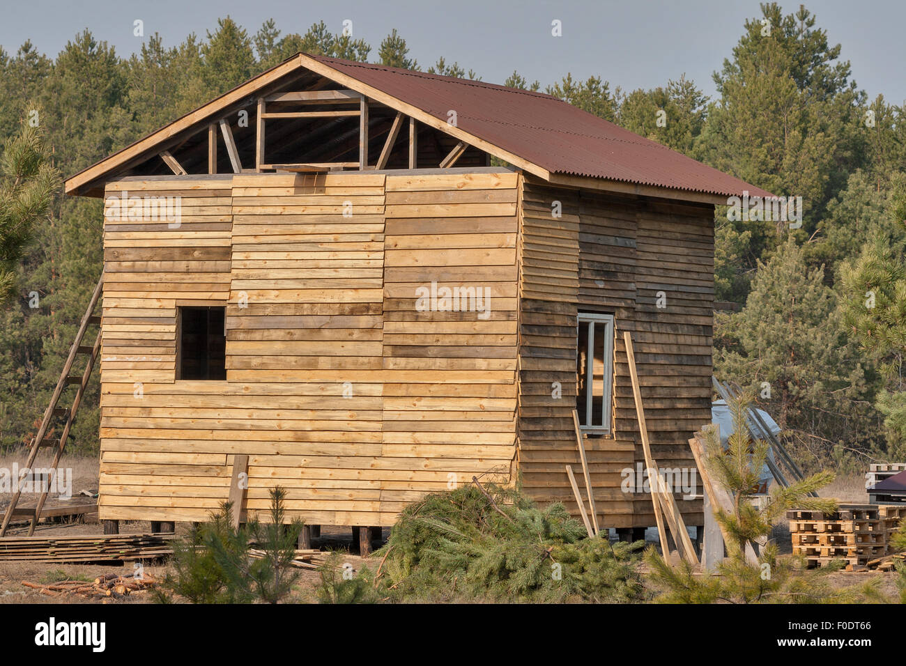 Bau eines Holzhauses in einem Kiefernwald Stockfoto