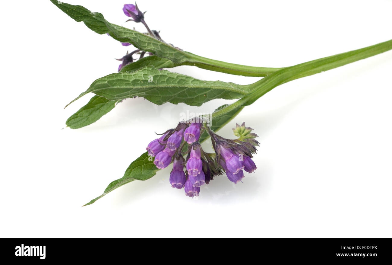 Beinwell, Symphytum, Officinale, Heilpflanze, Stockfoto