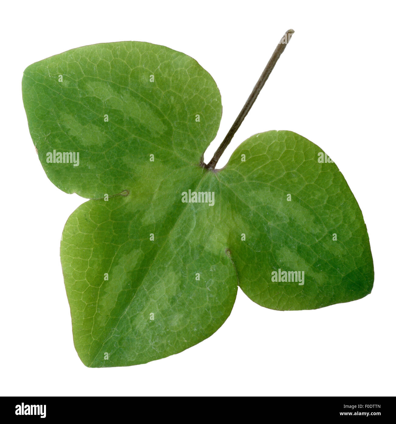 Leberbluemchen, Hepatica Nobilis, Blume des Jahres 2013, Stockfoto