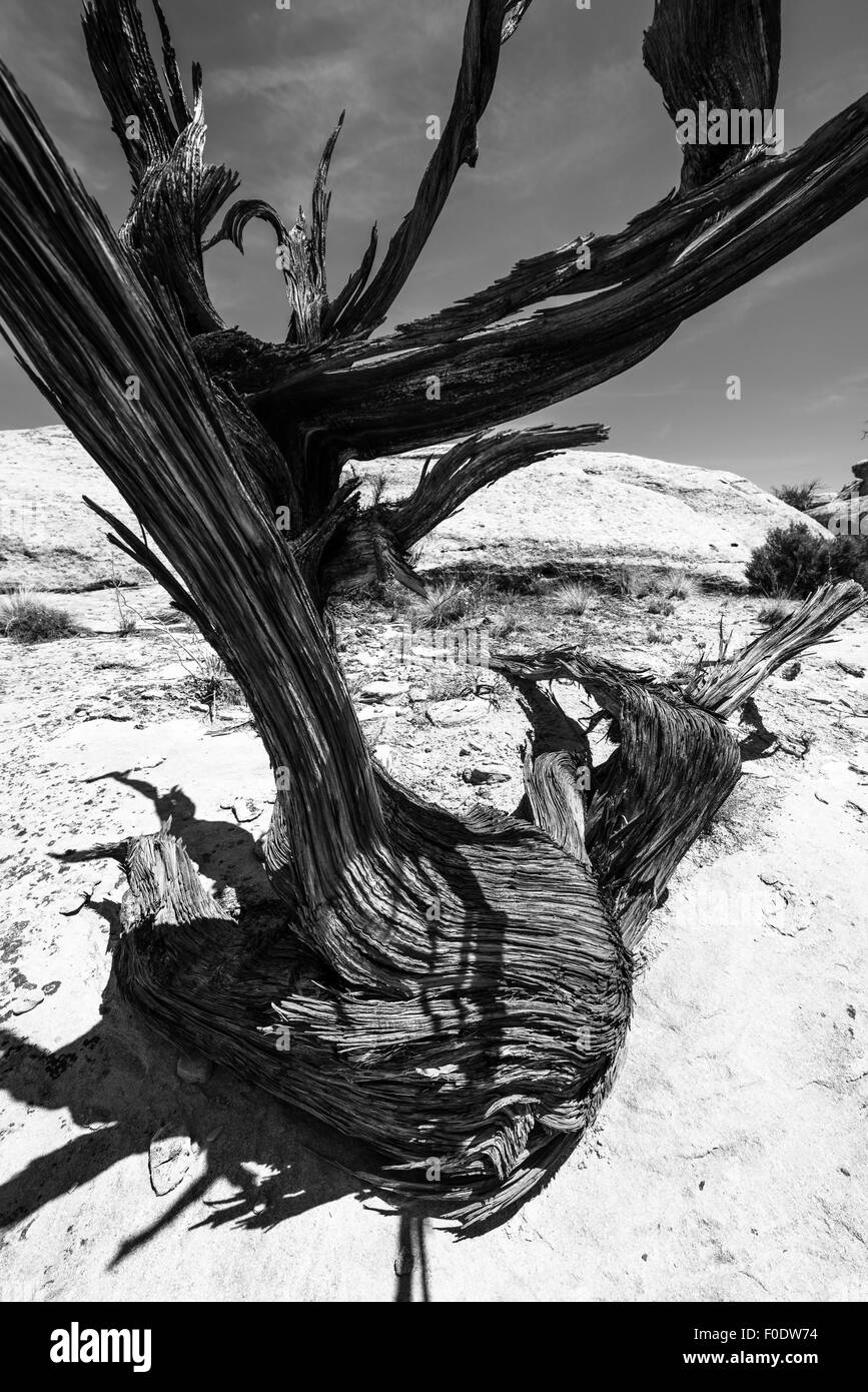Einzigen Baum im Slot Canyon schwarz / weiß Fotografie Utah Stockfoto