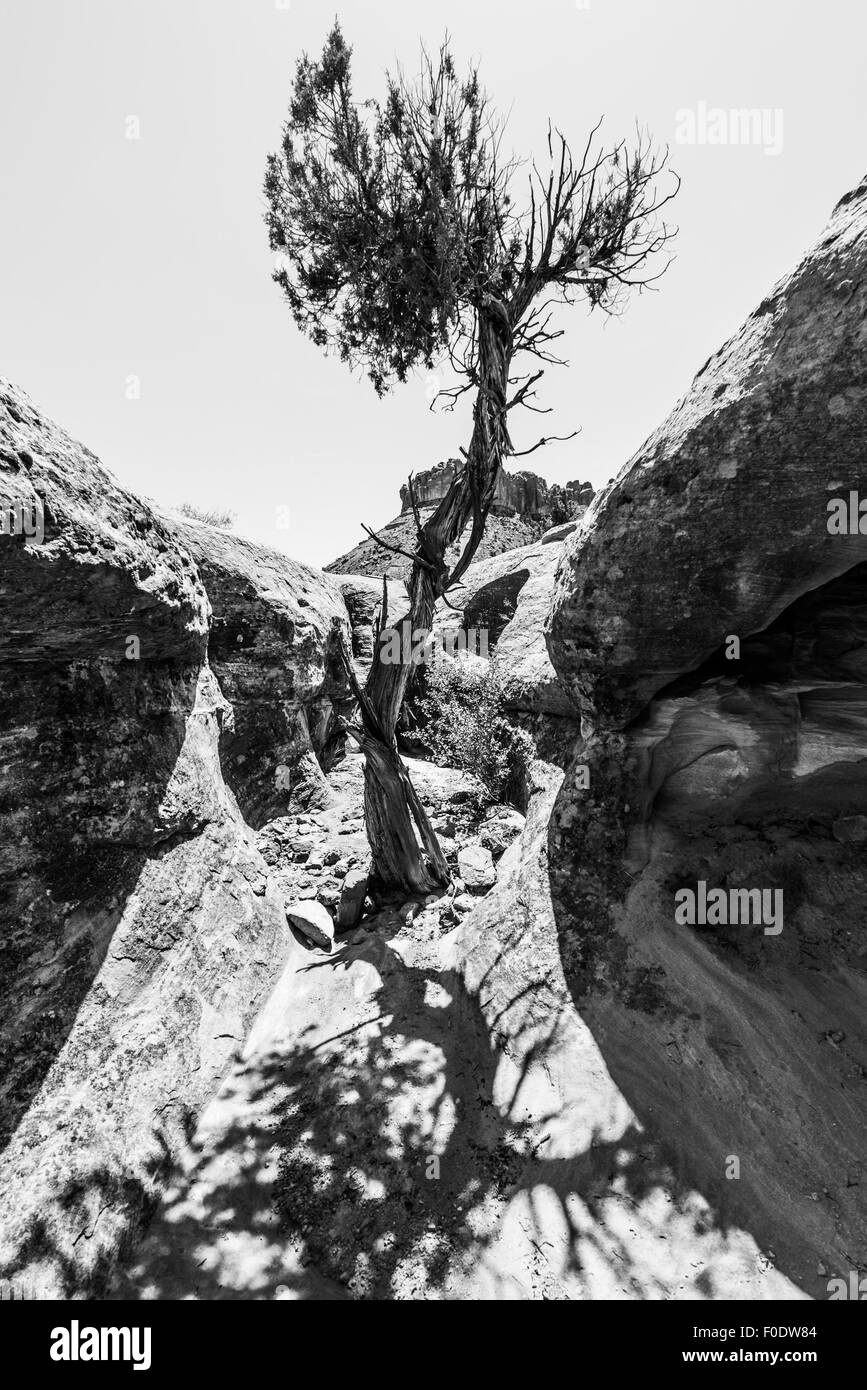 Einzigen Baum im Slot Canyon schwarz / weiß Fotografie Utah Stockfoto