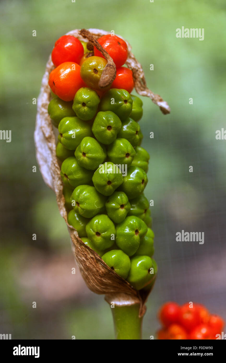 Kuckuck Pint oder Lords und Ladies - Arum maculatum - giftige Beeren Stockfoto