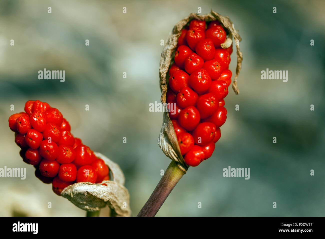 Kuckuck Pint oder Lords und Ladies - Arum maculatum - giftige Beeren Stockfoto