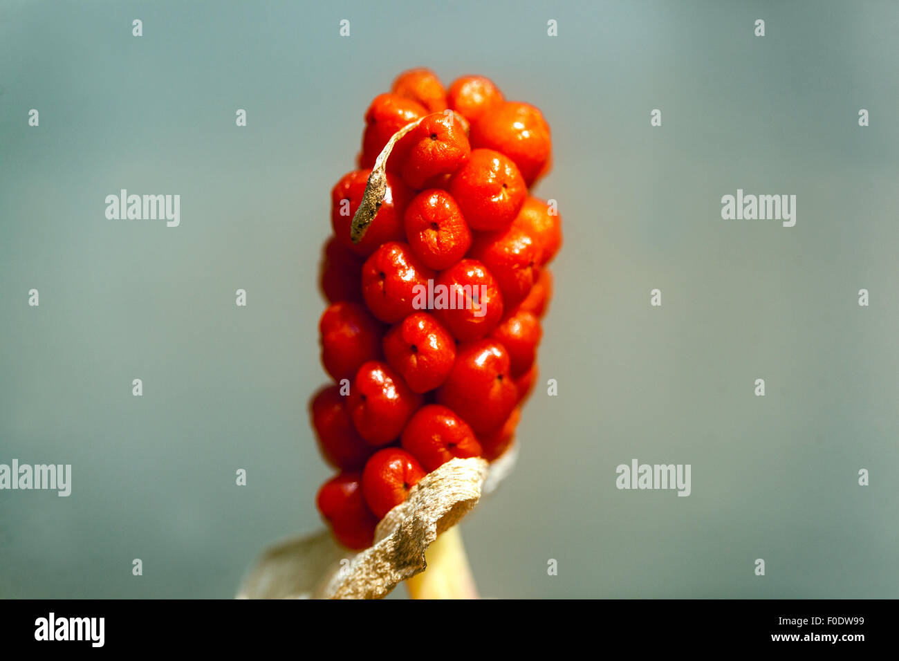 Kuckuck Pint oder Lords und Ladies - Arum maculatum - giftige Beeren Stockfoto