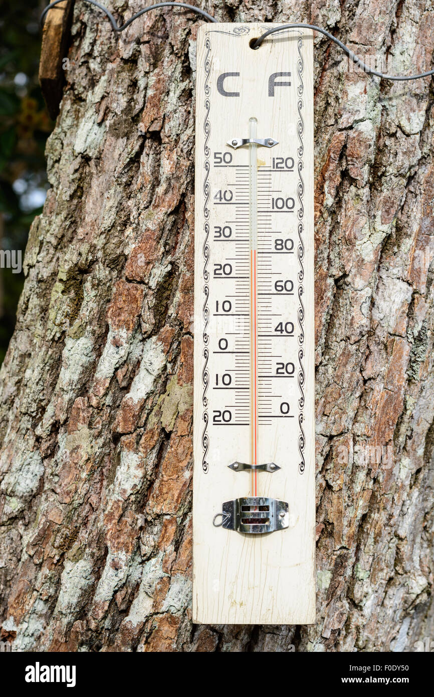 Thermometer, montiert auf einem Baum Stockfoto