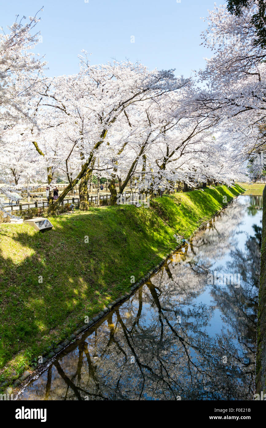 Japan, Kanazawa Castle Park. Shissei-en, das Wasser Garten. Reihe von Cherry Blossom Bäume in voller Blüte entlang der Wassergraben im Frühling. Blue Sky. Stockfoto