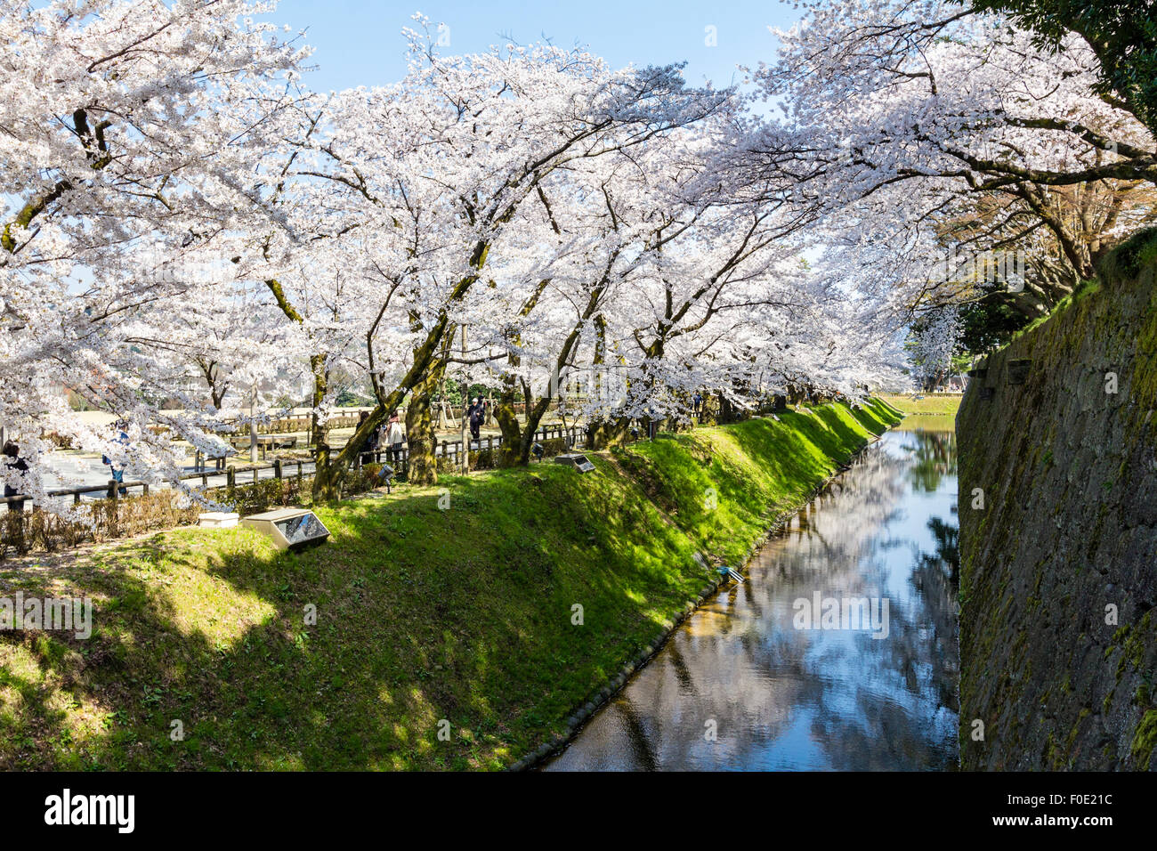 Japan, Kanazawa Castle Park. Shissei-en, das Wasser Garten. Reihe von Cherry Blossom Bäume in voller Blüte entlang der Wassergraben im Frühling. Blue Sky. Stockfoto