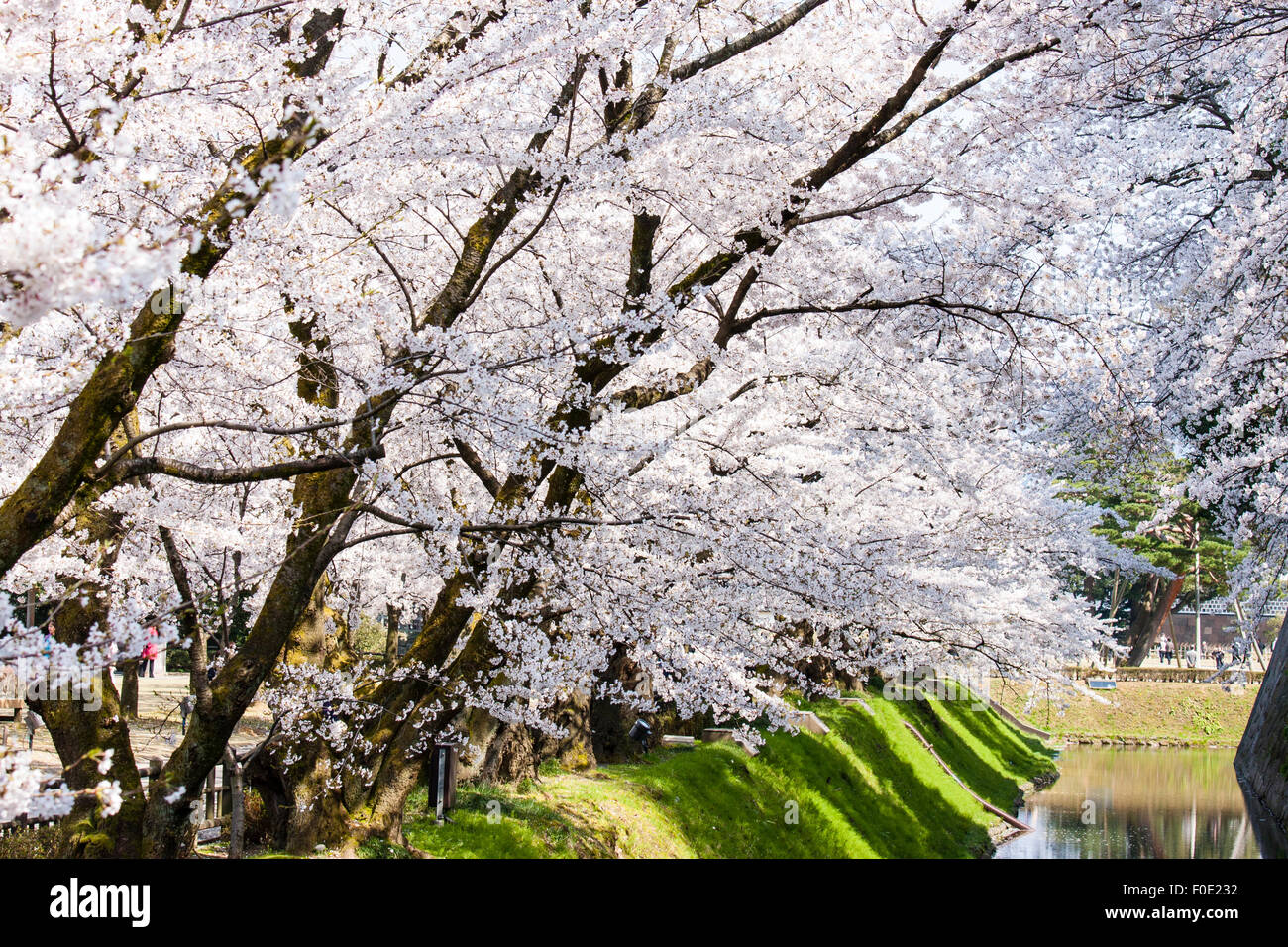 Japan, Kanazawa Castle Park. Shissei-en, das Wasser Garten. Reihe von Cherry Blossom Bäume in voller Blüte entlang der Wassergraben im Frühling. Blue Sky. Stockfoto