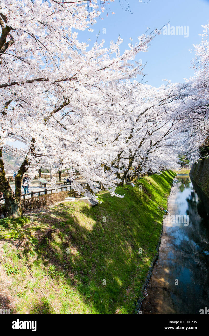 Japan, Kanazawa Castle Park. Shissei-en, das Wasser Garten. Reihe von Cherry Blossom Bäume in voller Blüte entlang der Wassergraben im Frühling. Blue Sky. Stockfoto