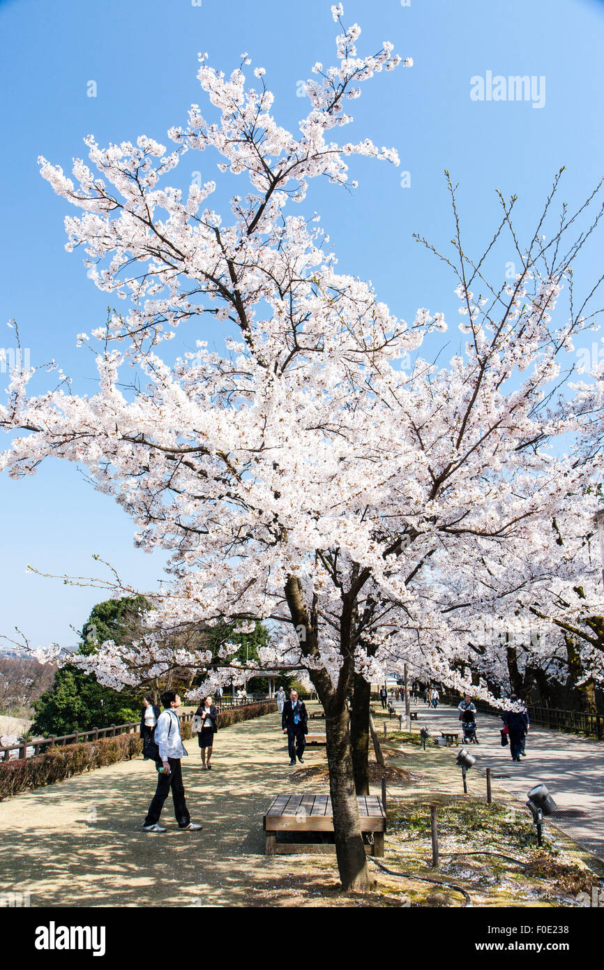 Japan, Kanazawa Castle Park. Menschen gehen unter Kirschblüten auf dem Gehweg entlang Shissei-en, das Wasser Garten. Hana-mi, Kirschblüte anzeigen. Stockfoto