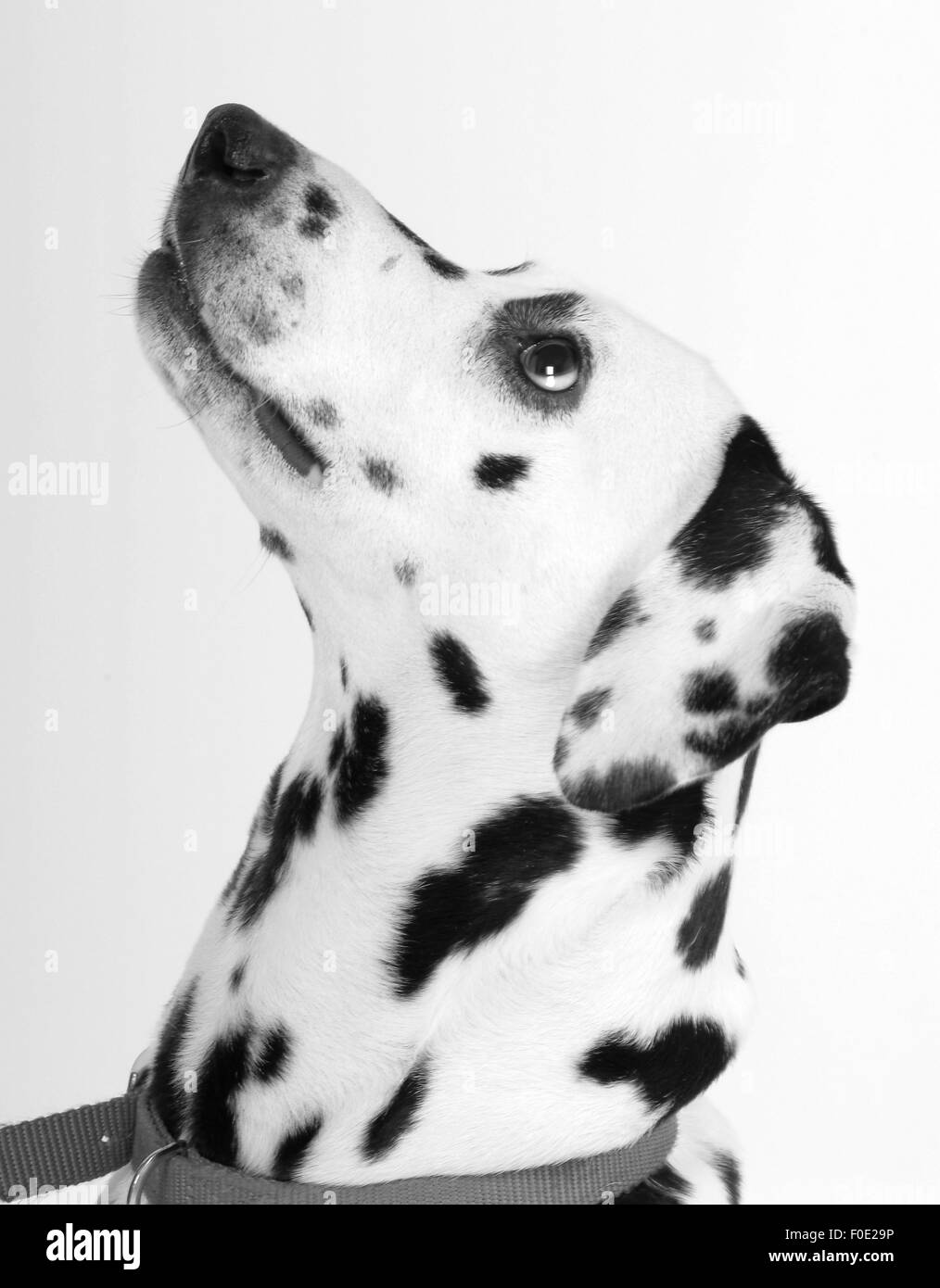 Nahaufnahme von Dalmatiens. Hund mit Kopf nach oben nach links Stockfoto