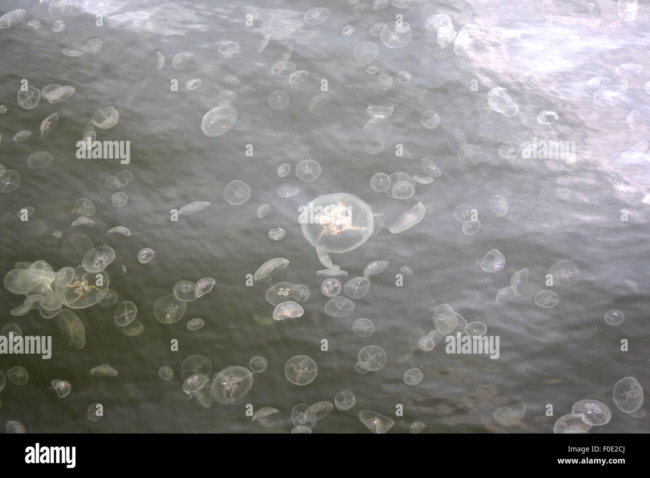 Quallen, Deutschland, Flensburg, Ostsee, Wasser, Leben im Meer Stockfoto