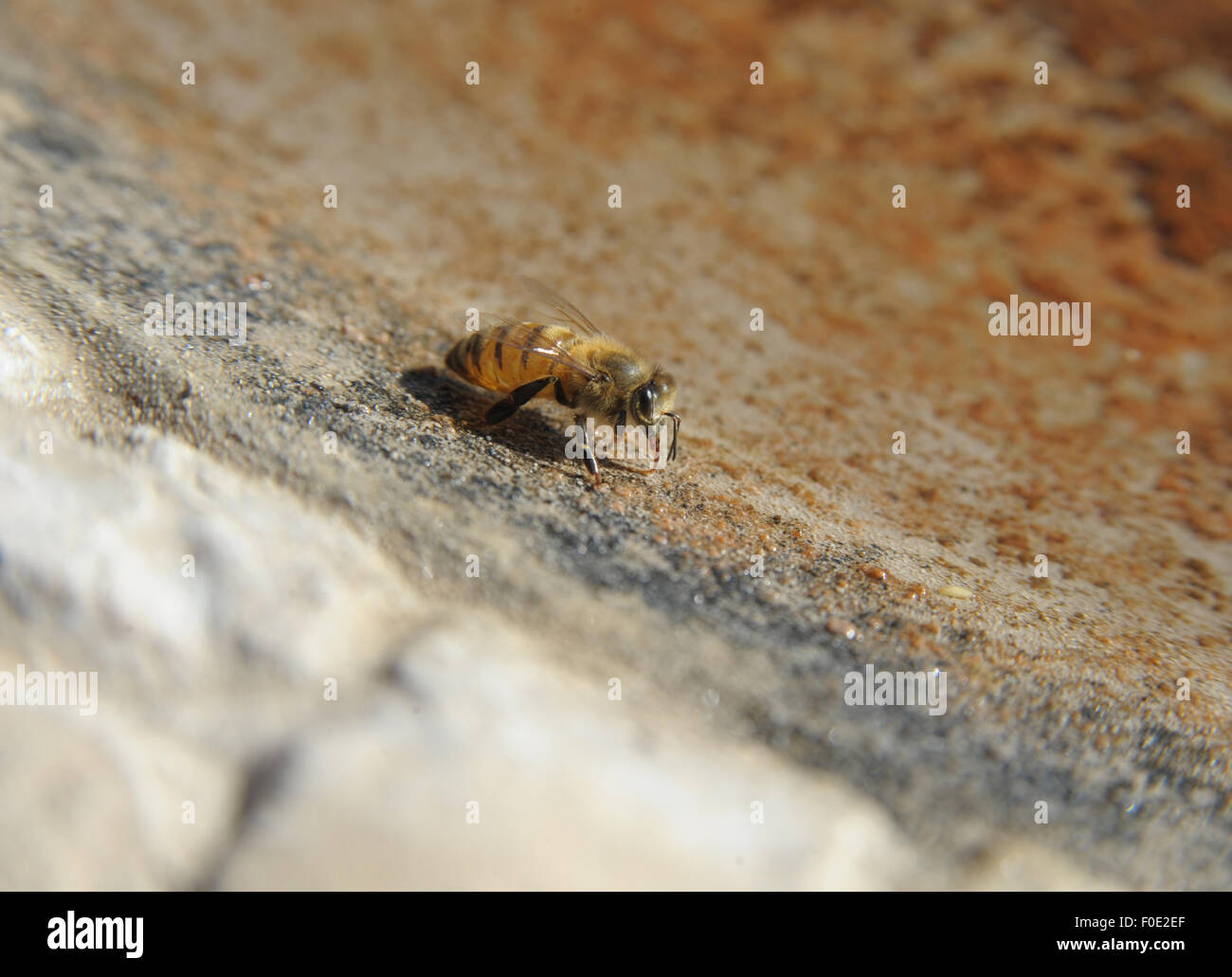 Honigbiene immer einen Schluck Wasser Stockfoto
